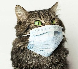 How To Take Care Of The Animals During Pandemic