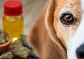 Things To Know Before Giving CBD Oil Treats To Your Dog