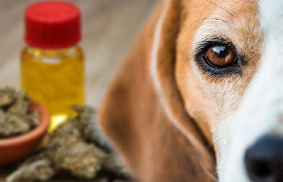Things To Know Before Giving CBD Oil Treats To Your Dog
