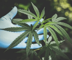 medical Cannabis