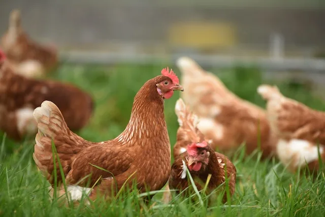 How To Cut Costs While Running A Chicken Farm
