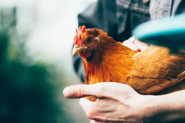 How To Cut Costs While Running A Chicken Farm