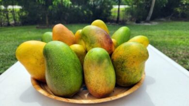 Island SPACE Caribbean Museum Mango Festival - East Indian Mangoes