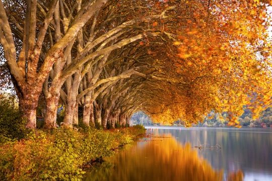 Fall: emotional recovery
