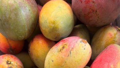 community care: Mangoes
