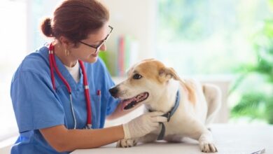 urgent veterinary care