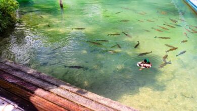 Fish sanctuary Marine Association