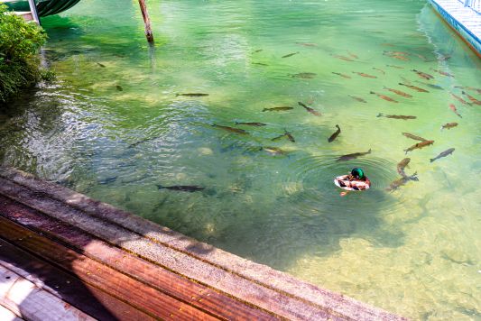 Custos Joseph Issa launches St. Ann Marine Association to boost Tourism