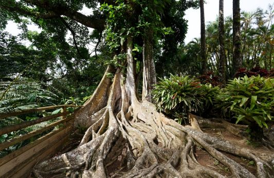 Caribbean Zeitgeist – The Strangler Fig Tree